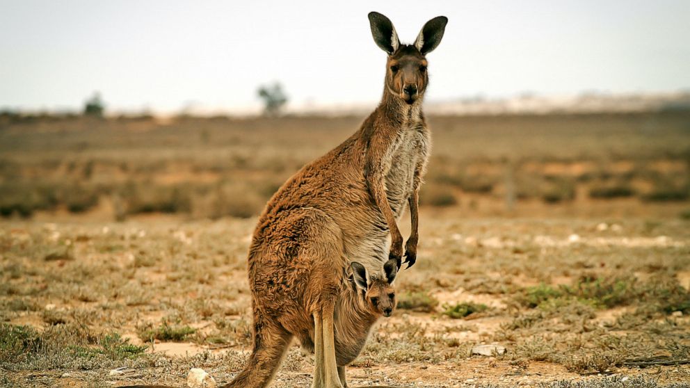 Detail Pictures Of Kangaroos Nomer 11