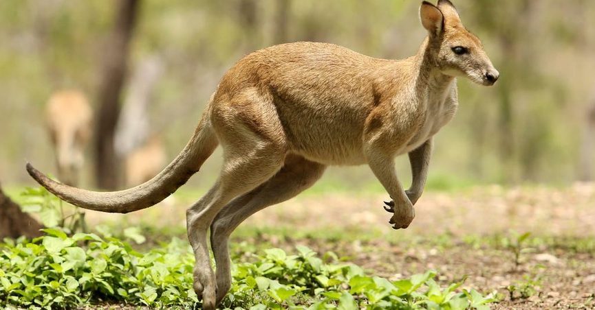 Download Pictures Of Kangaroos Nomer 23