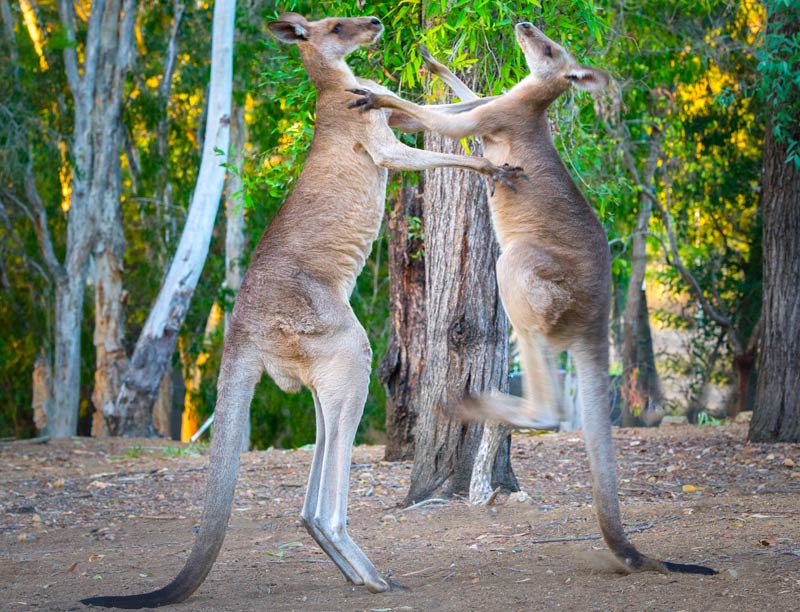 Download Pictures Of Kangaroos Nomer 42