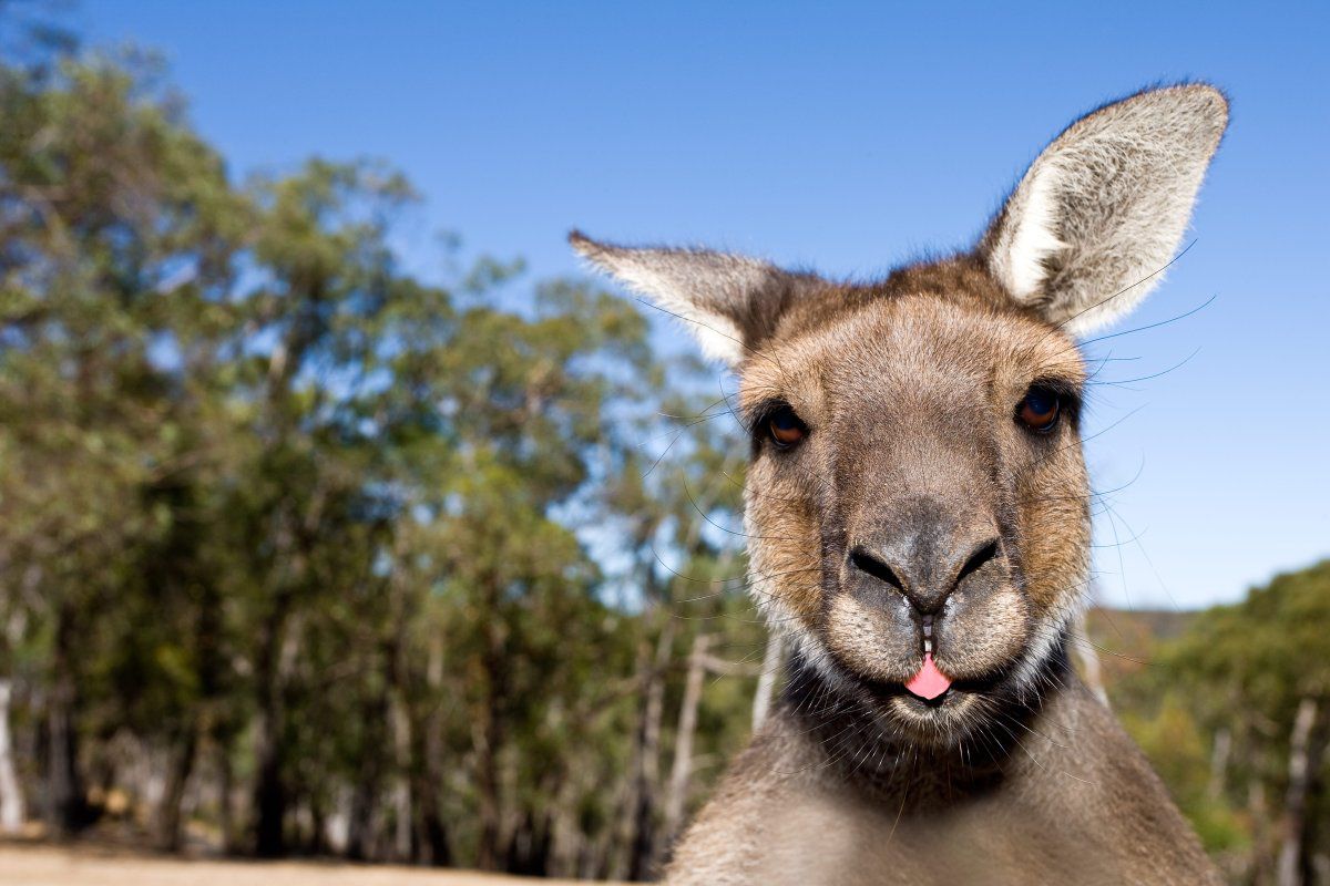 Download Pictures Of Kangaroos Nomer 47