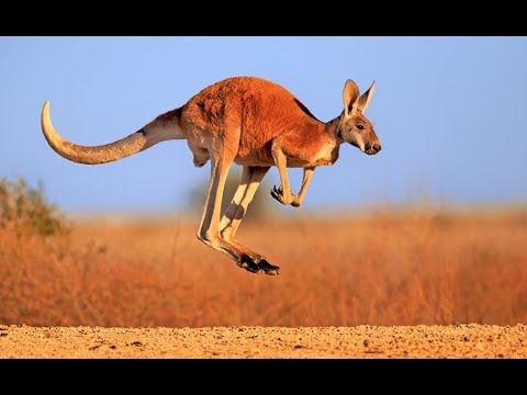 Detail Pictures Of Kangaroos In Australia Nomer 11