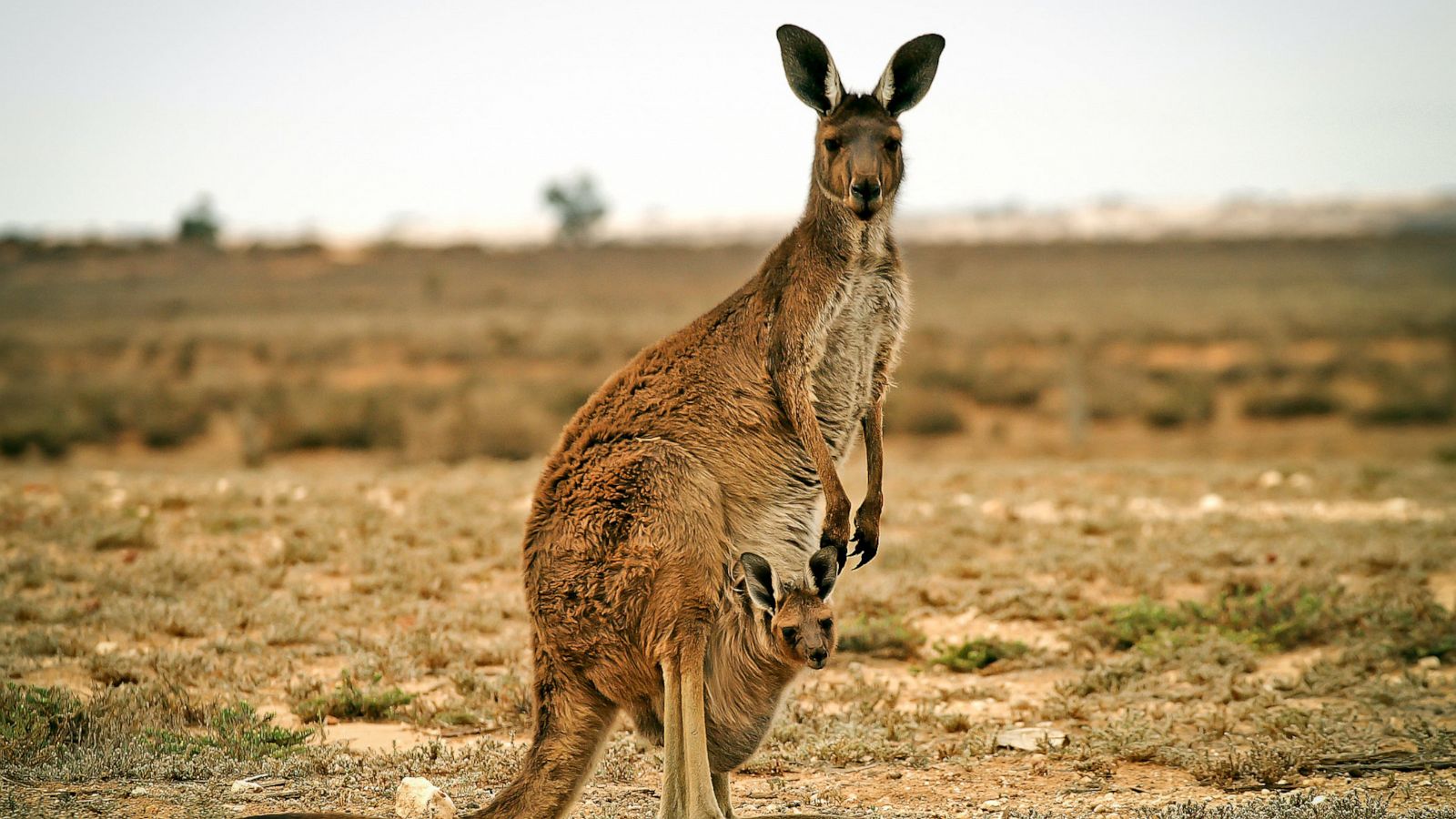 Detail Pictures Of Kangaroos In Australia Nomer 14