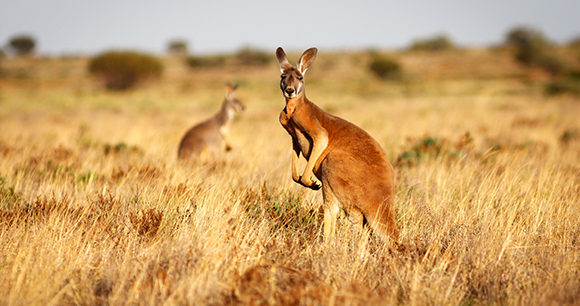 Detail Pictures Of Kangaroos In Australia Nomer 17