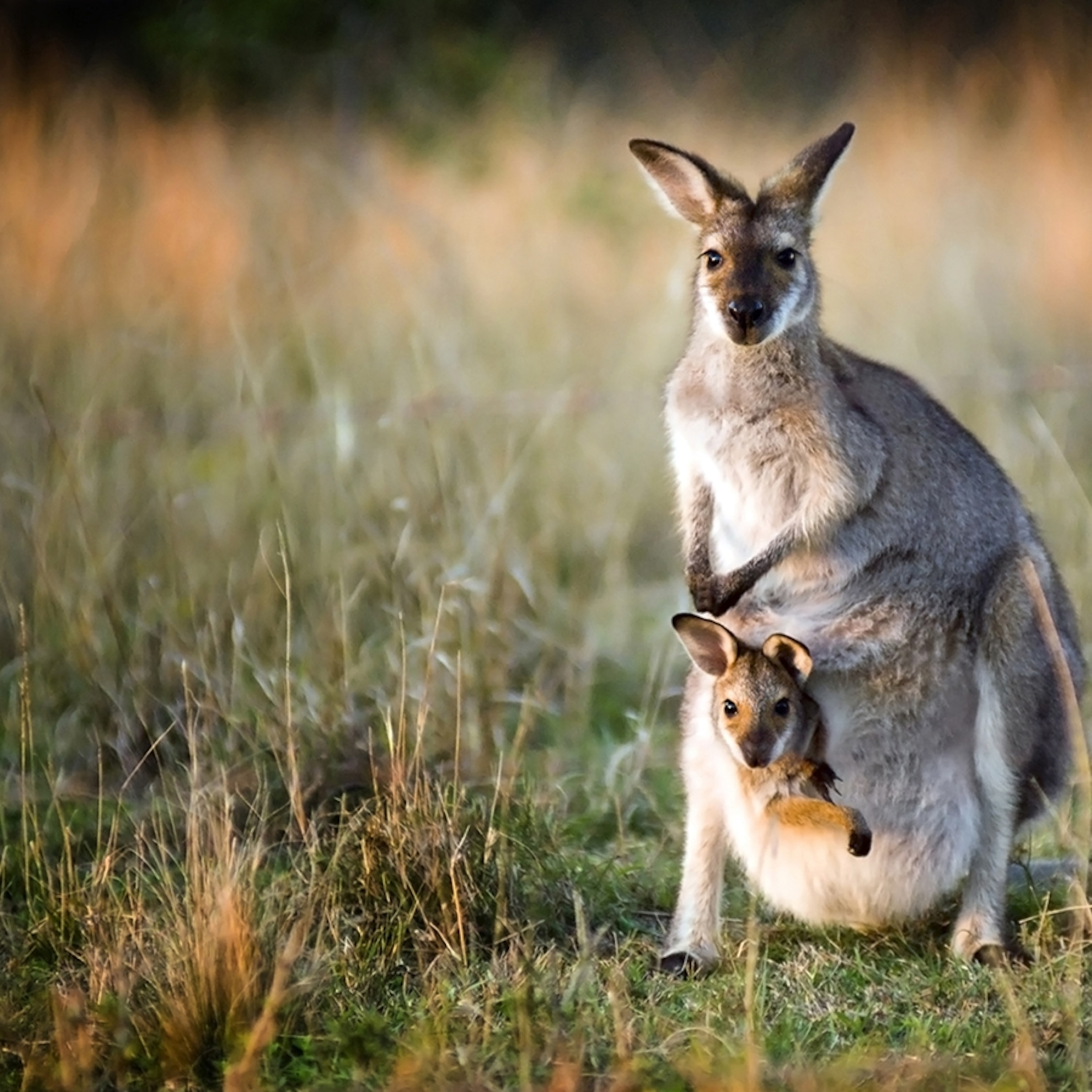 Detail Pictures Of Kangaroos In Australia Nomer 19