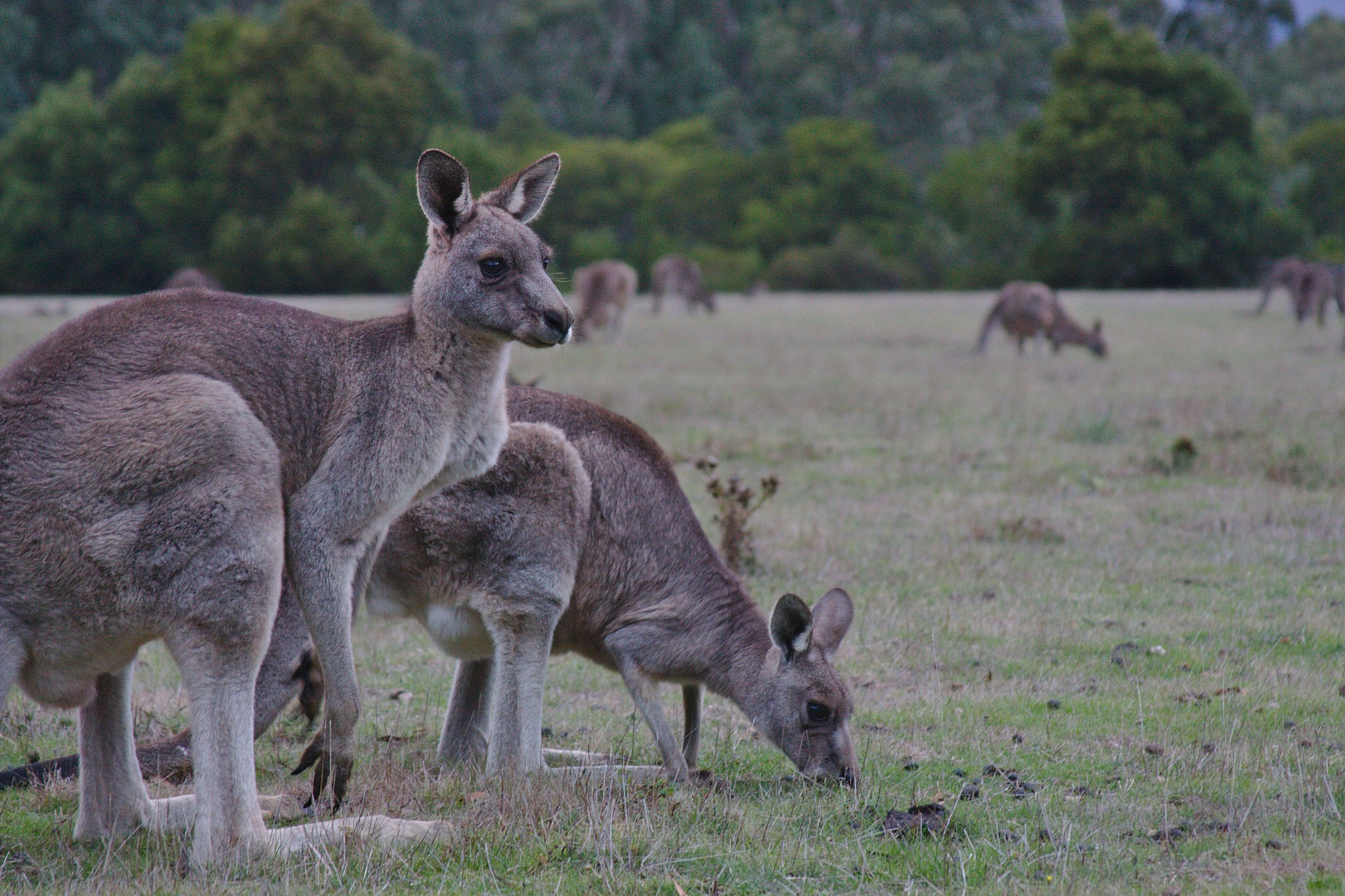 Detail Pictures Of Kangaroos In Australia Nomer 20