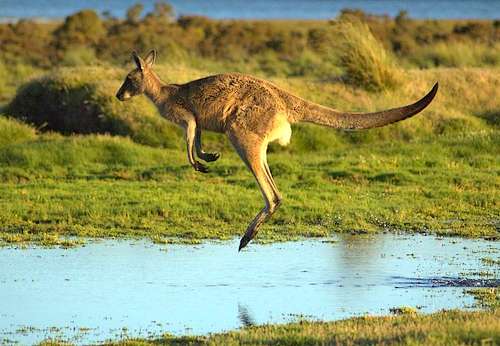 Detail Pictures Of Kangaroos In Australia Nomer 22