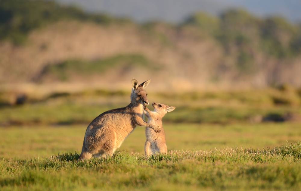 Detail Pictures Of Kangaroos In Australia Nomer 23