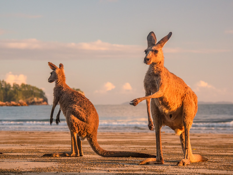 Detail Pictures Of Kangaroos In Australia Nomer 30