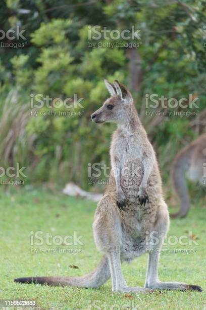 Detail Pictures Of Kangaroos In Australia Nomer 44