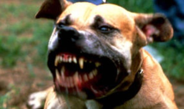Detail Pictures Of Killer Dogs Nomer 19