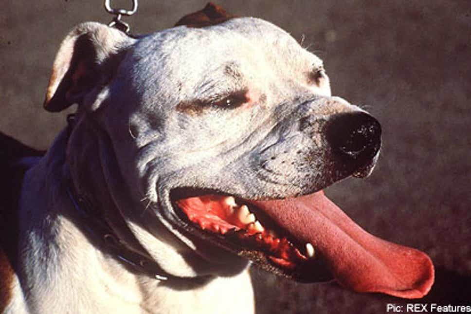 Detail Pictures Of Killer Dogs Nomer 34