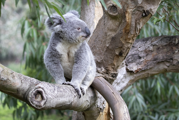 Detail Pictures Of Koala Nomer 23