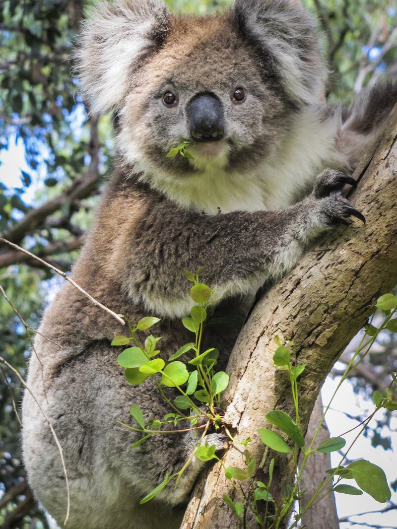 Detail Pictures Of Koala Nomer 9
