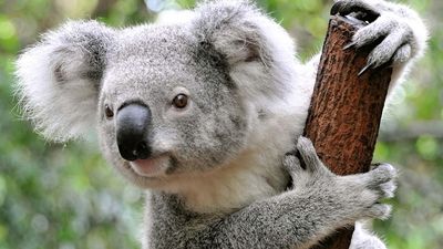 Detail Pictures Of Koala Bears Nomer 11