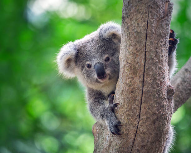 Detail Pictures Of Koala Bears Nomer 14