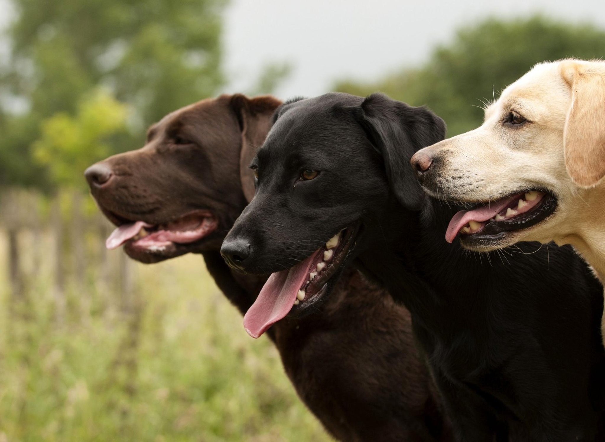 Detail Pictures Of Labrador Dogs Nomer 19