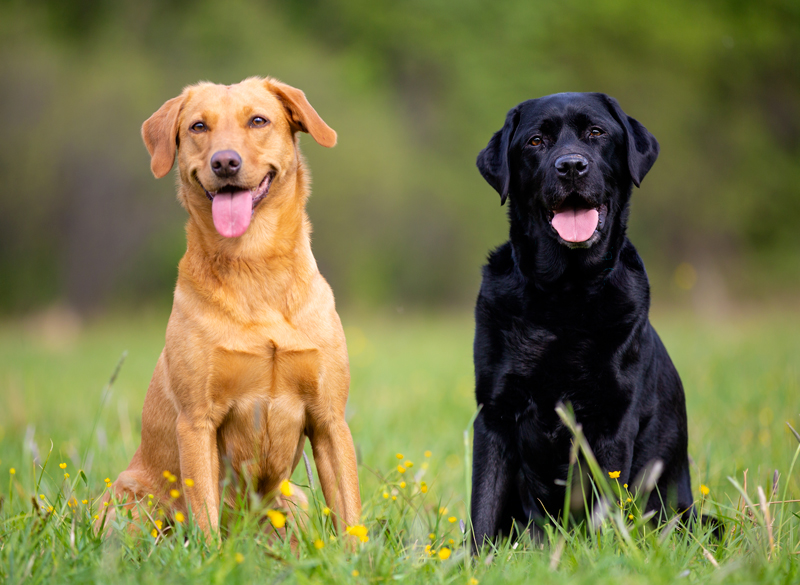 Detail Pictures Of Labrador Dogs Nomer 26