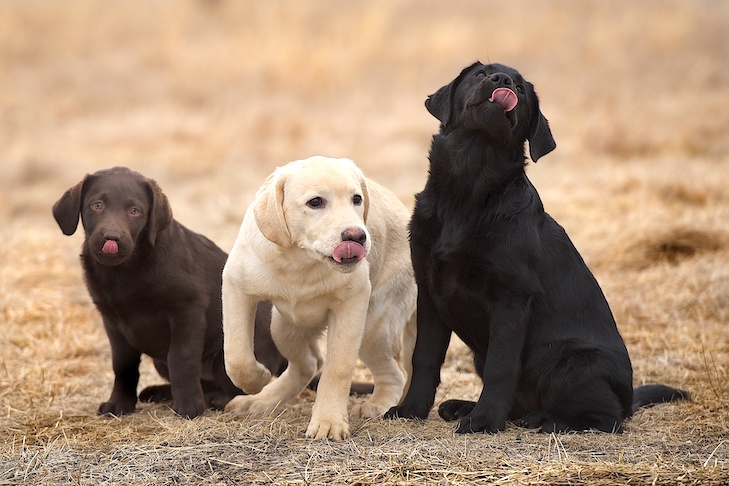 Detail Pictures Of Labrador Dogs Nomer 32