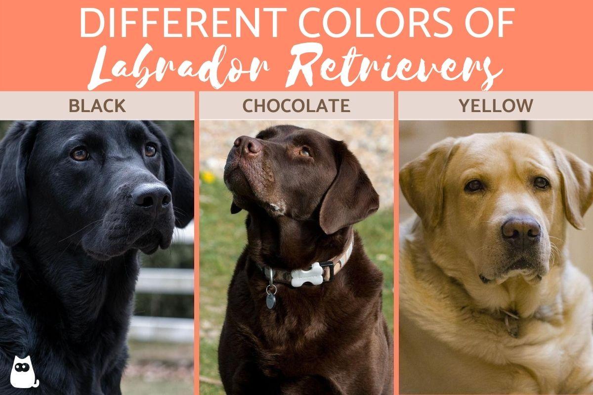 Detail Pictures Of Labrador Dogs Nomer 51