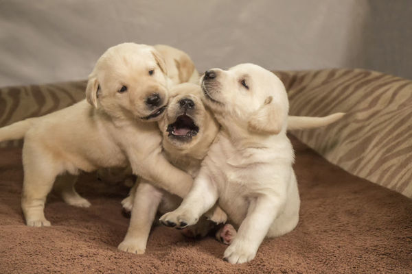 Detail Pictures Of Labrador Puppies Nomer 42
