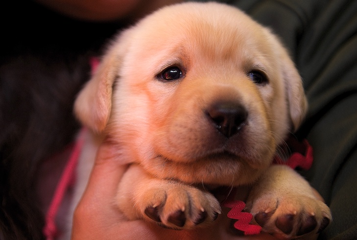 Detail Pictures Of Labrador Puppies Nomer 6