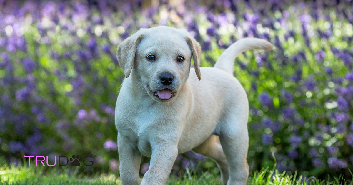 Detail Pictures Of Labrador Puppies Nomer 9