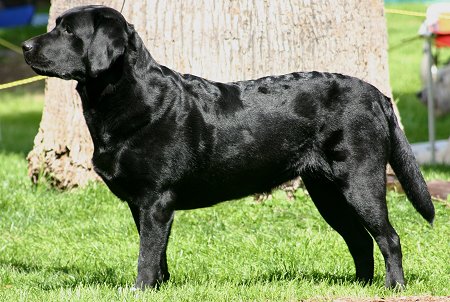 Detail Pictures Of Labradors Nomer 16