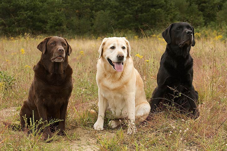 Detail Pictures Of Labradors Nomer 5