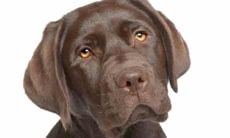 Detail Pictures Of Labs Dogs Nomer 19