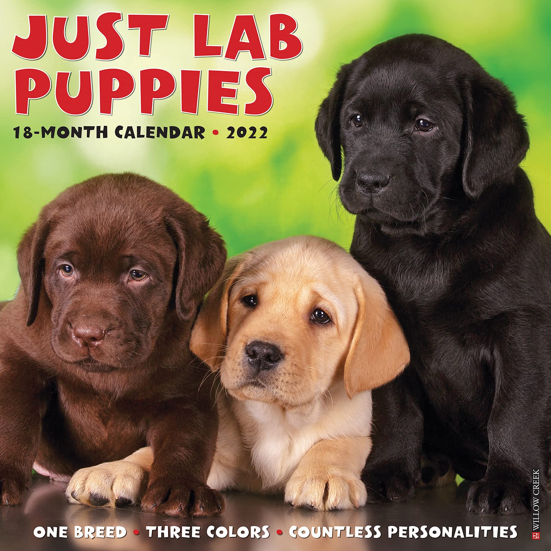 Detail Pictures Of Labs Puppies Nomer 7