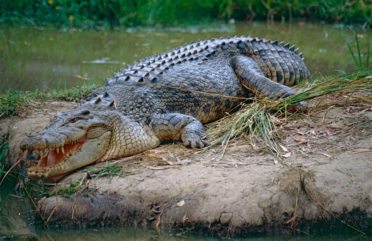 Pictures Of Large Crocodiles - KibrisPDR