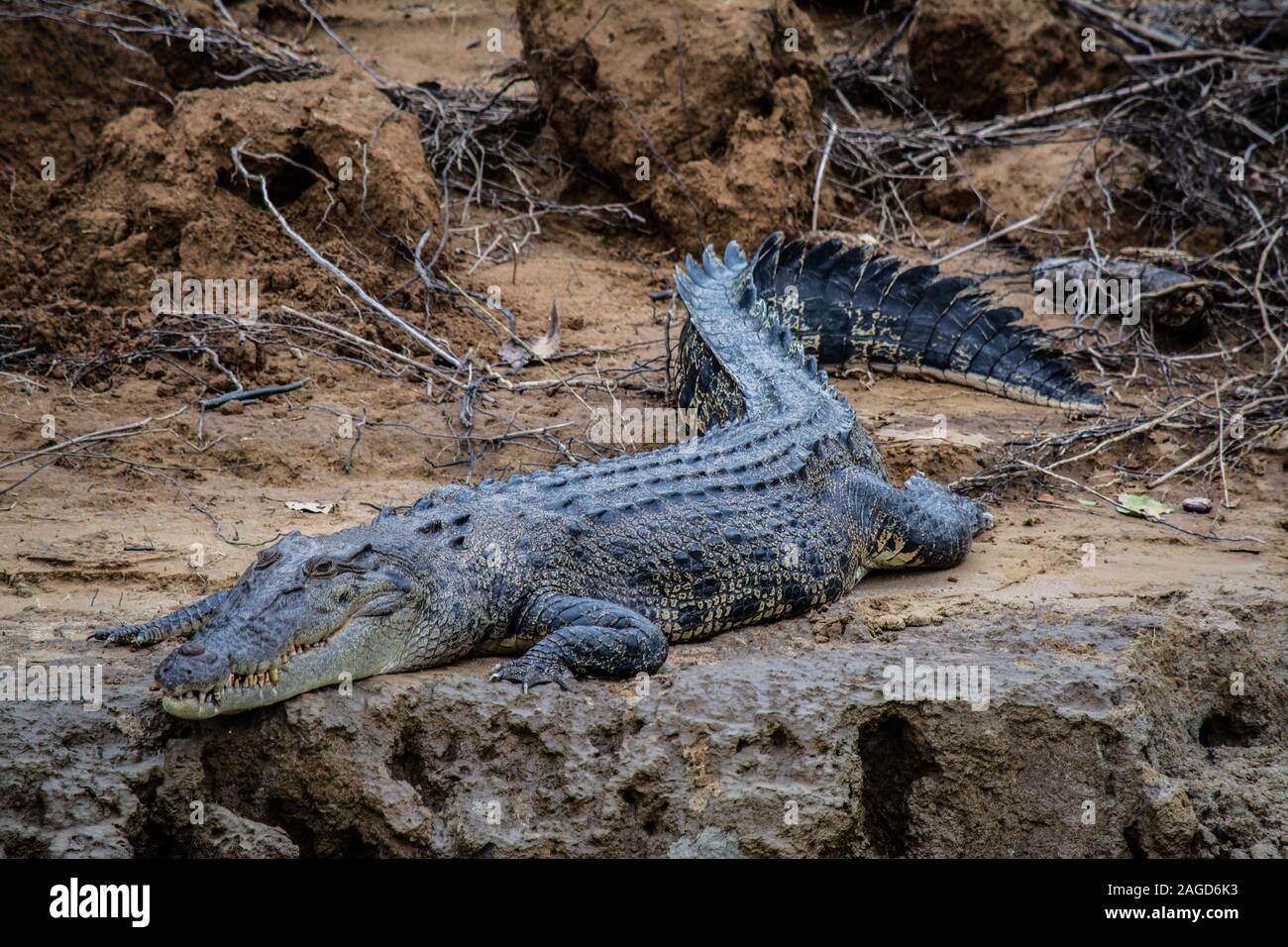 Detail Pictures Of Large Crocodiles Nomer 42