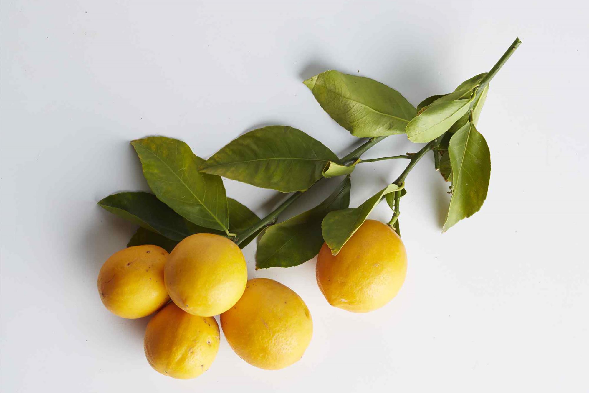 Detail Pictures Of Lemon Nomer 40