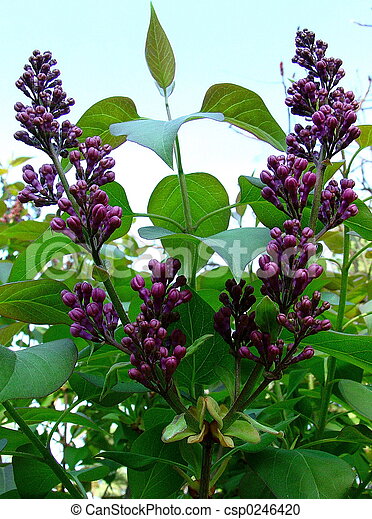 Detail Pictures Of Lilac Buds Nomer 11