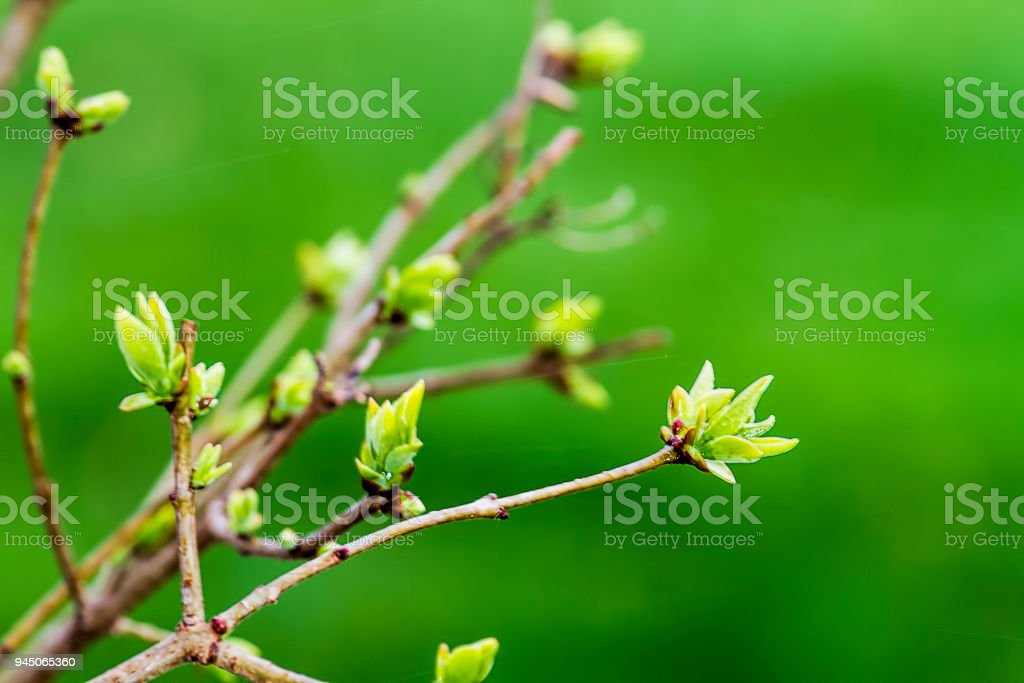 Detail Pictures Of Lilac Buds Nomer 14