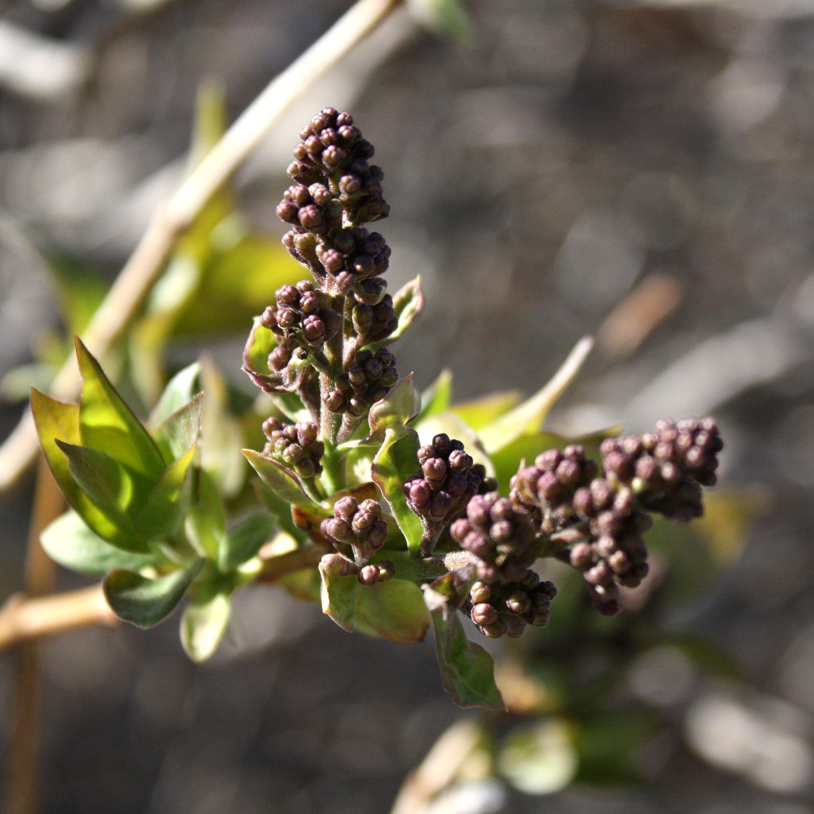 Detail Pictures Of Lilac Buds Nomer 15