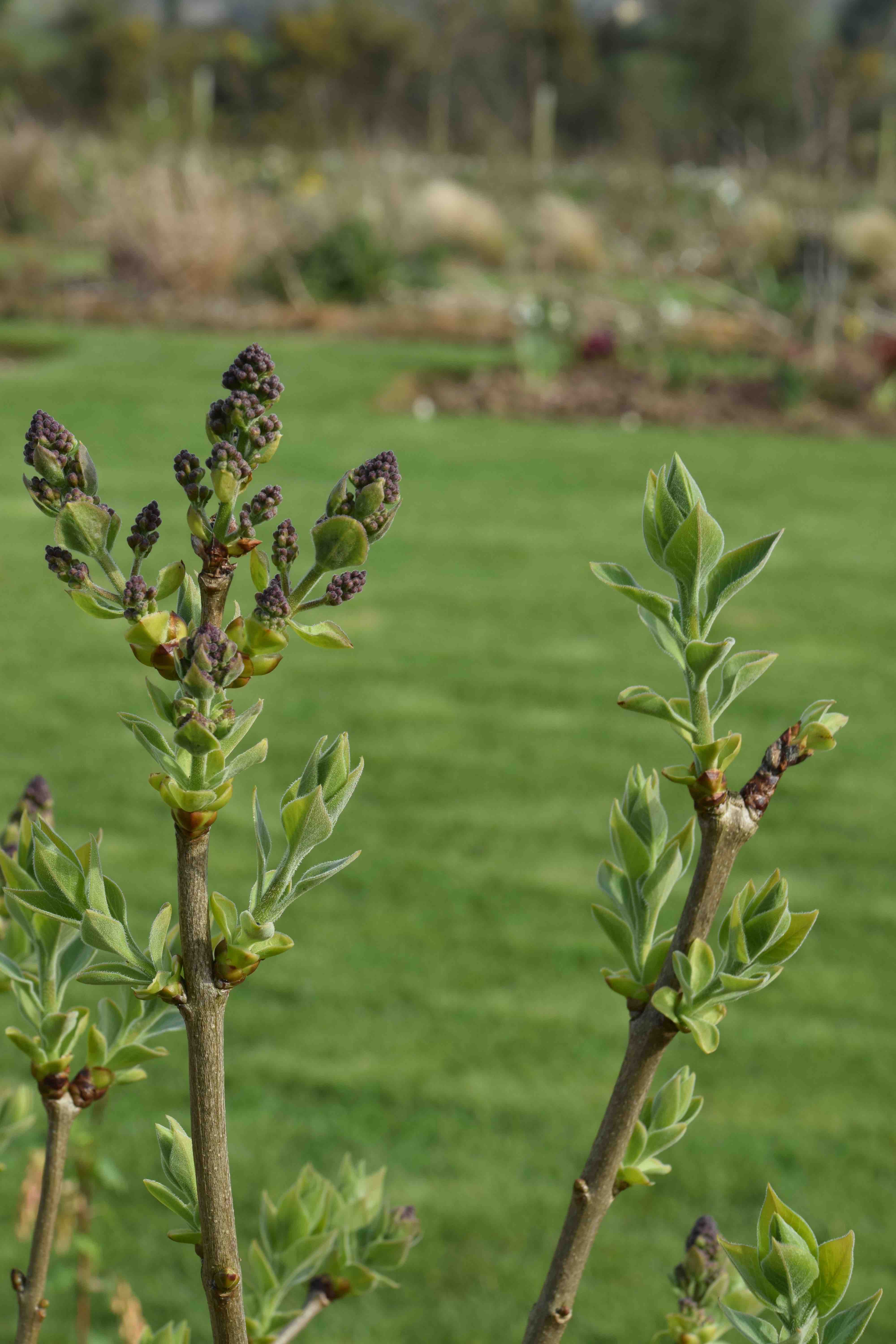 Detail Pictures Of Lilac Buds Nomer 17