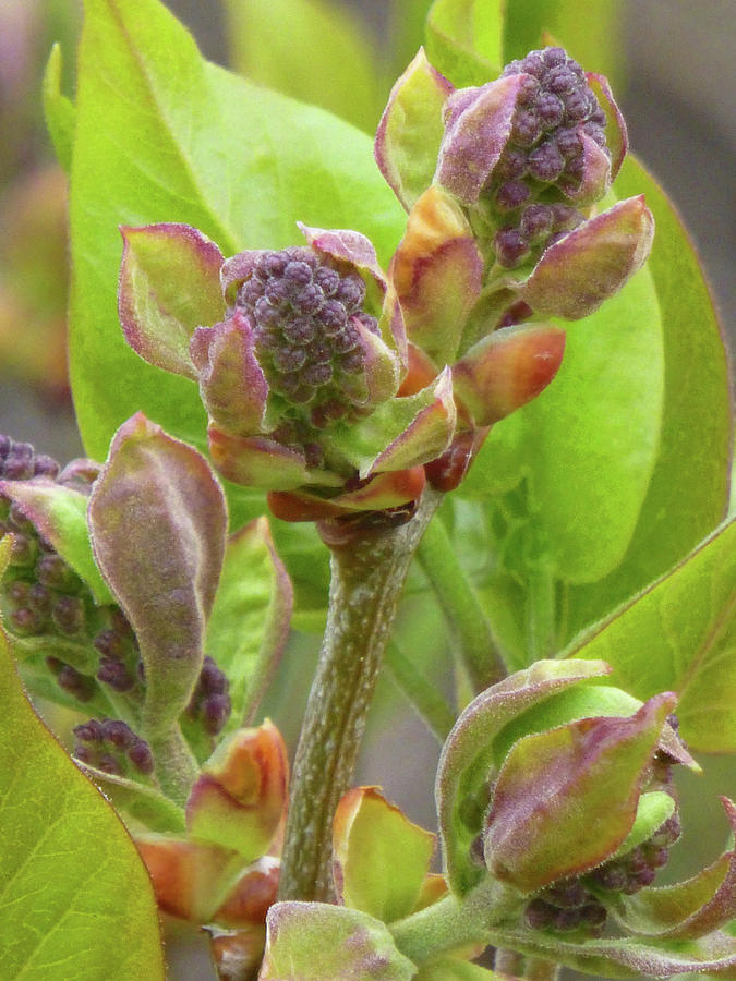 Detail Pictures Of Lilac Buds Nomer 3