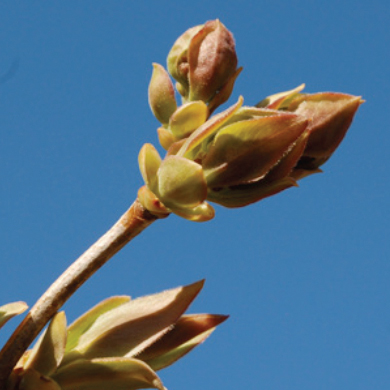 Detail Pictures Of Lilac Buds Nomer 21