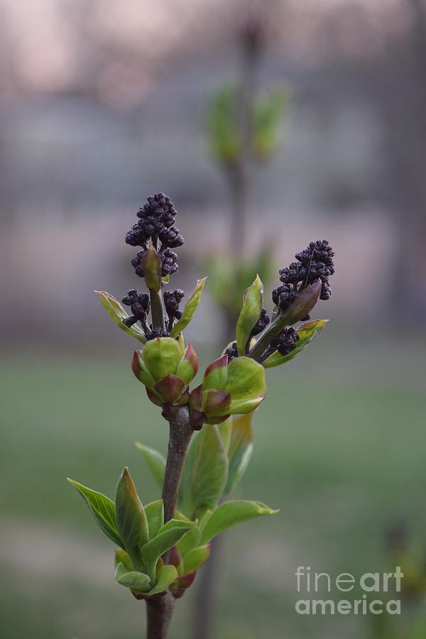 Detail Pictures Of Lilac Buds Nomer 23