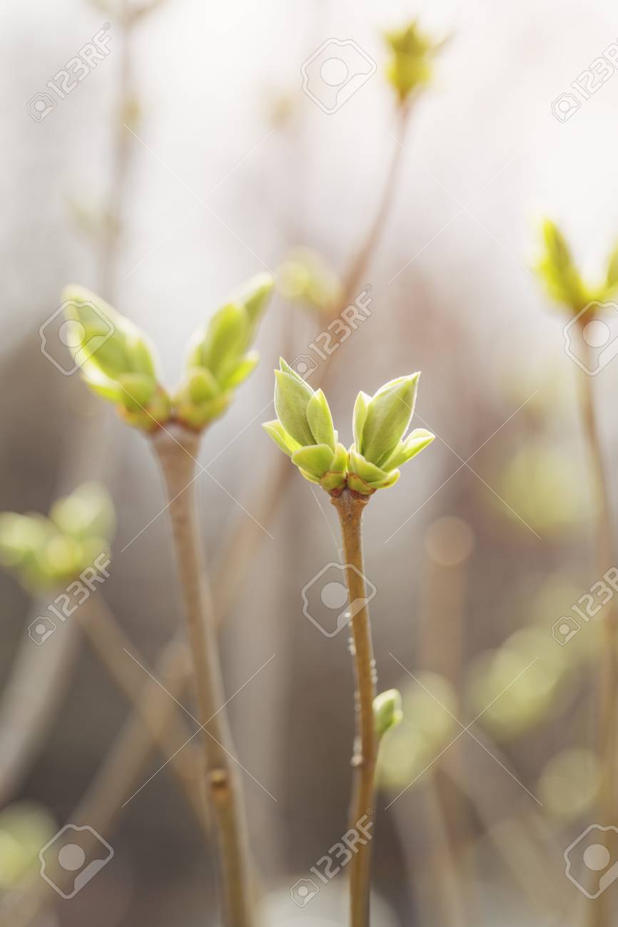 Detail Pictures Of Lilac Buds Nomer 27