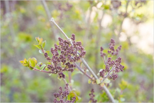 Detail Pictures Of Lilac Buds Nomer 28