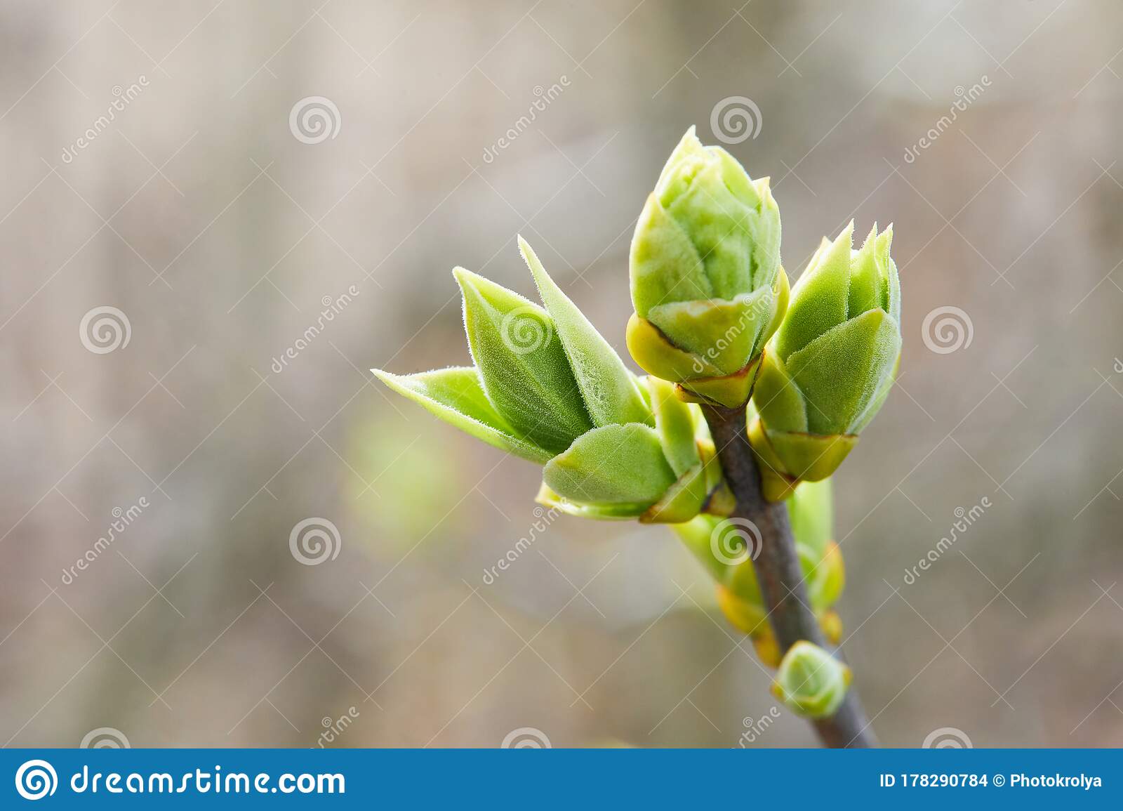 Detail Pictures Of Lilac Buds Nomer 31