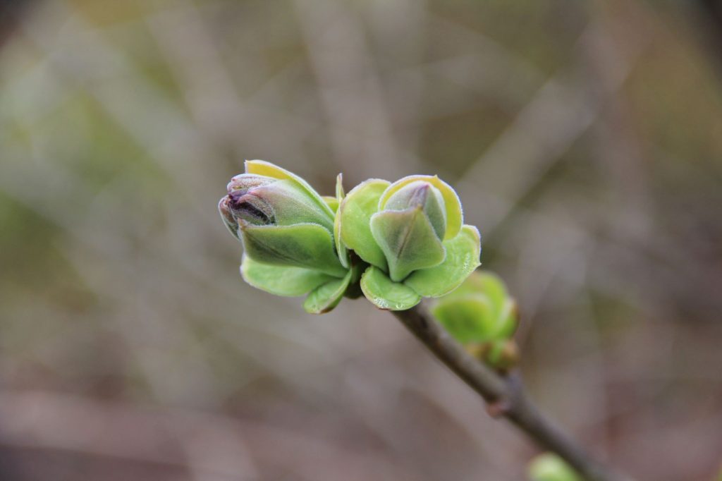 Detail Pictures Of Lilac Buds Nomer 33