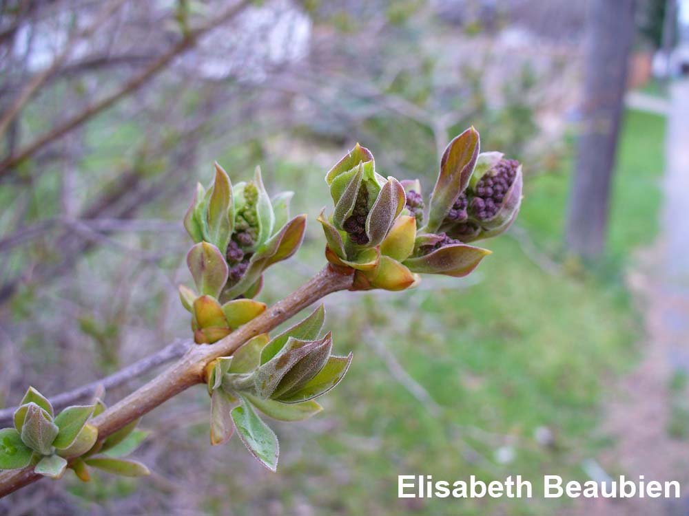 Detail Pictures Of Lilac Buds Nomer 34