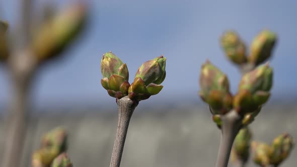 Detail Pictures Of Lilac Buds Nomer 6