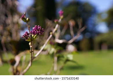 Detail Pictures Of Lilac Buds Nomer 45