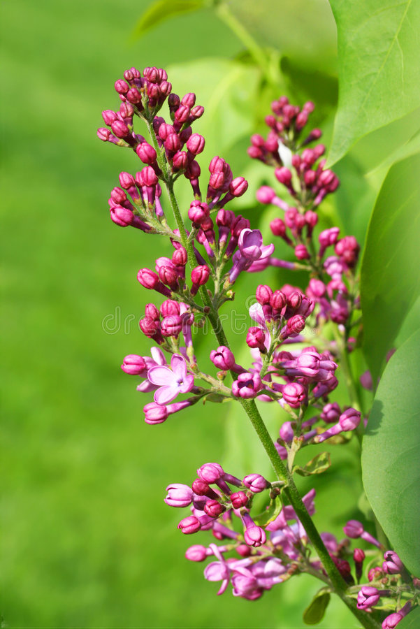 Detail Pictures Of Lilac Buds Nomer 50