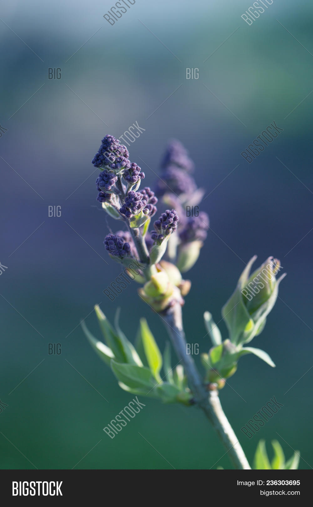 Detail Pictures Of Lilac Buds Nomer 51