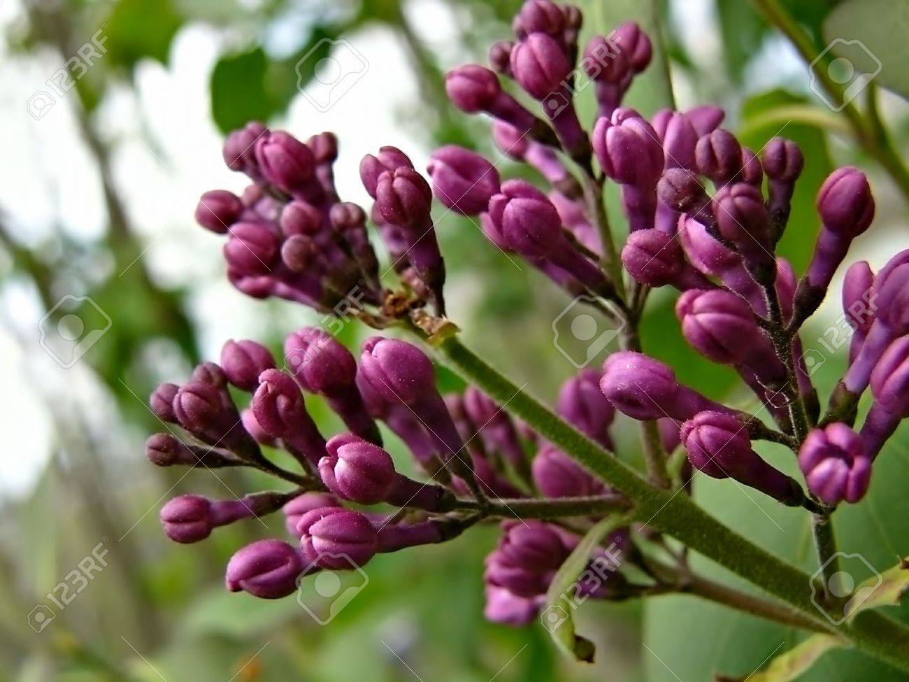 Detail Pictures Of Lilac Buds Nomer 53